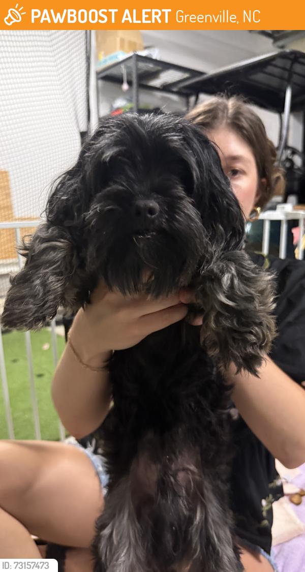 Found/Stray Male Dog last seen Highway 43 in Greenville, Greenville, NC 27834