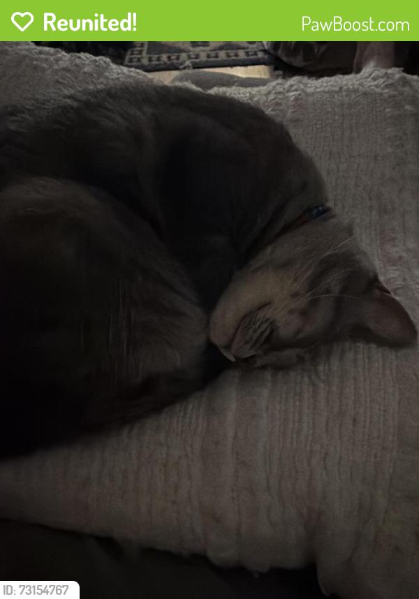 Reunited Female Cat last seen 85th and Ward Parkway, Kansas City, MO 64114
