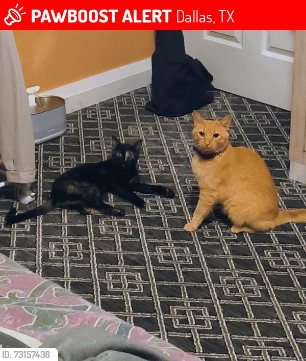 Lost Female Cat last seen Laneyvale Ave. And Lufkin St., Dallas, TX 75217