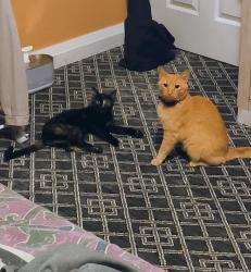 Lost Female Cat last seen Laneyvale Ave. And Lufkin St., Dallas, TX 75217