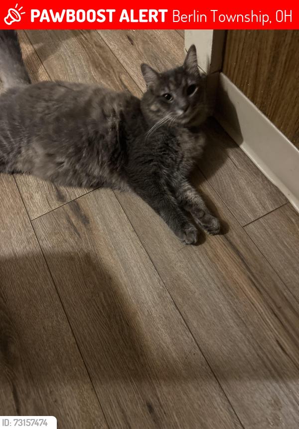 Lost Male Cat last seen twp road 177. Parents just told me hes been missing. Im concerned worried…love my baby. They’ve been watching him, Berlin Township, OH 43019