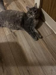 Lost Male Cat last seen twp road 177. Parents just told me hes been missing. Im concerned worried…love my baby. They’ve been watching him, Berlin Township, OH 43019