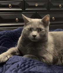 Reunited Male Cat last seen Near Tidworth Ct, Raeford, NC 28376, USA, Raeford, NC 28376