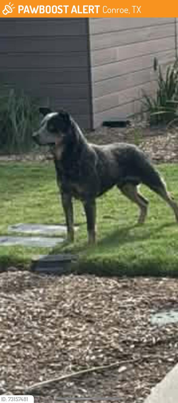 Found/Stray Male Dog last seen Near, Conroe, TX 77384