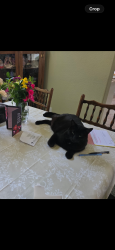 Reunited Male Cat last seen Stone river apmts, Sacramento, CA 95831