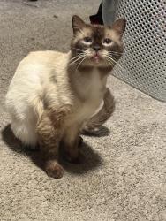 Lost Male Cat last seen North Dallas & 6th, Lancaster, TX 75146