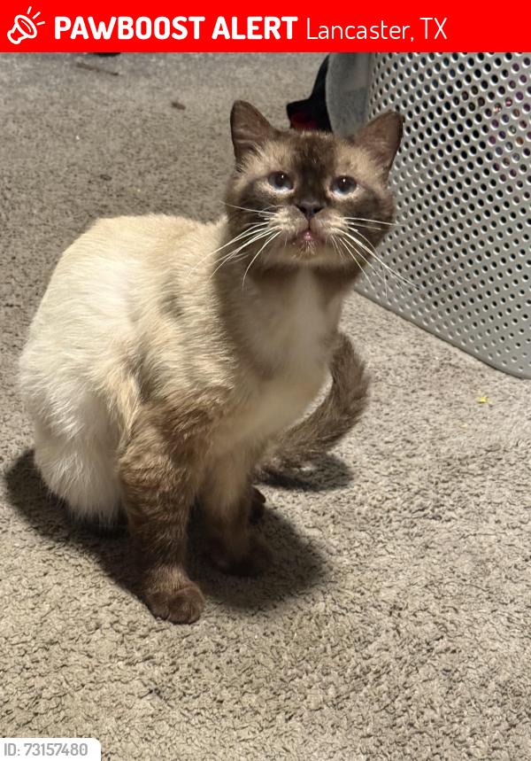 Lost Male Cat last seen North Dallas & 6th, Lancaster, TX 75146