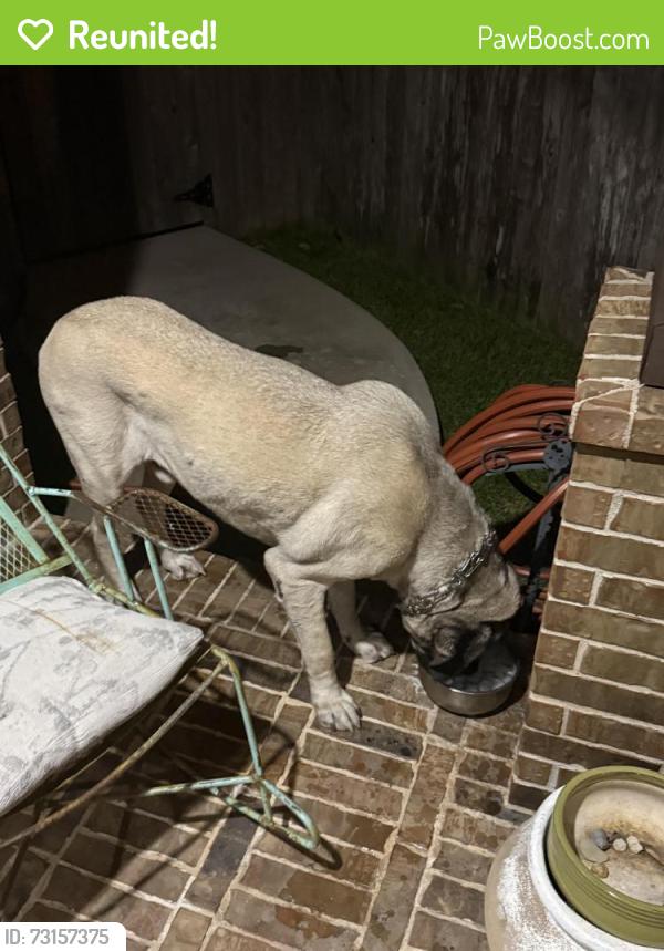 Reunited Male Dog last seen Firethorne, Katy, TX 77494