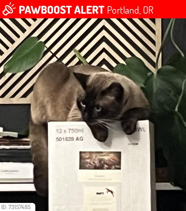 Lost Male Cat last seen Ne 70th and mason st, Portland, OR 97218