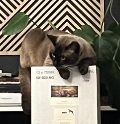 Lost Male Cat last seen Ne 70th and mason st, Portland, OR 97218