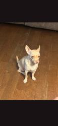 Lost Female Dog last seen Chestnut ave, Trenton, NJ 08611