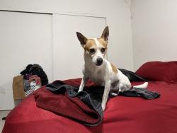 Reunited Male Dog last seen Between Sahara and St. Louis, Las Vegas, NV 89104