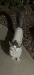 Found/Stray Unknown Cat last seen 87th Ave & Windsor Drive, Peoria, AZ 85382