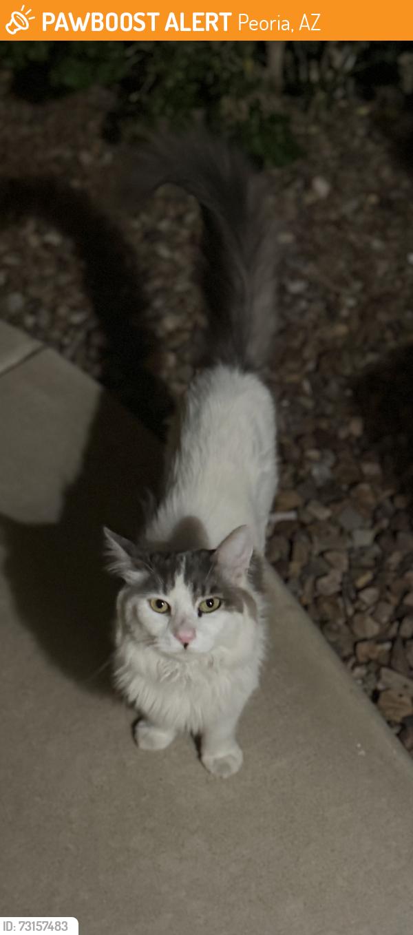 Found/Stray Unknown Cat last seen 87th Ave & Windsor Drive, Peoria, AZ 85382