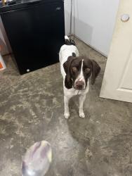 Reunited Male Dog last seen Kentucky springs road, Bumpass, VA 23024