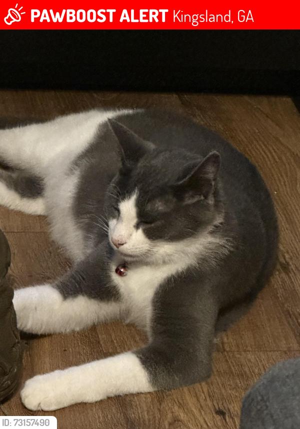 Lost Male Cat last seen Laurel Oaks Animal hosp, Kingsland, GA 31548