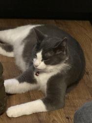 Lost Male Cat last seen Laurel Oaks Animal hosp, Kingsland, GA 31548