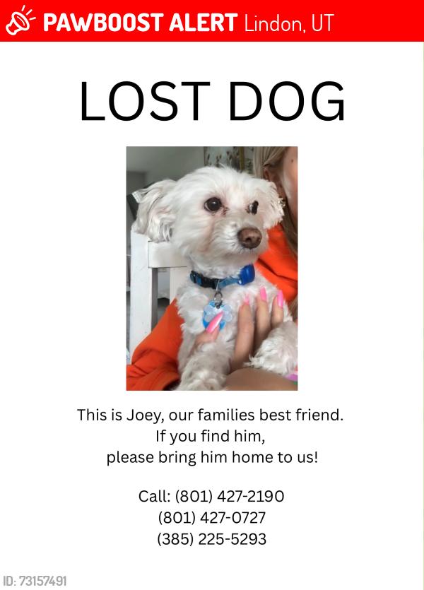 Lost Male Dog last seen Pioneer Park, Lindon, UT, Lindon, UT 84042