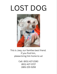 Lost Male Dog last seen Pioneer Park, Lindon, UT, Lindon, UT 84042