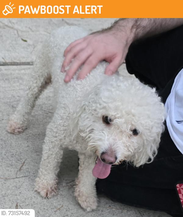 Found/Stray Male Dog last seen Roberts Trail, Montgomery County, TX 77354