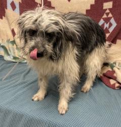 Shelter Stray Male Dog last seen , 38550 Sierra Hwy, Palmdale, CA 93550, USA