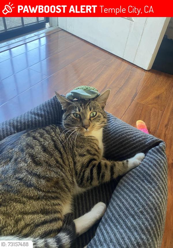 Lost Male Cat last seen La Rosa drive or Green street in Temple City, Temple City, CA 91780