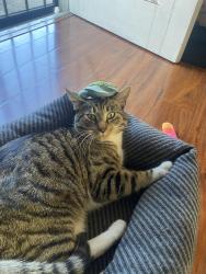 Lost Male Cat last seen La Rosa drive or Green street in Temple City, Temple City, CA 91780