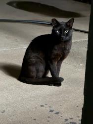Found/Stray Unknown Cat last seen Indian and Ironwood, Moreno Valley, CA 92557