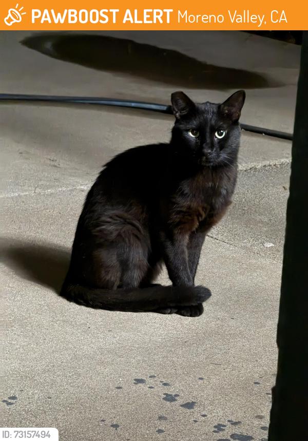 Found/Stray Unknown Cat last seen Indian and Ironwood, Moreno Valley, CA 92557