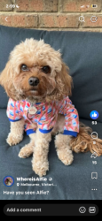 Lost Male Dog last seen Cleeland street, Thomastown, VIC 3074