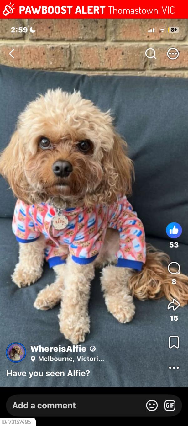 Lost Male Dog last seen Cleeland street, Thomastown, VIC 3074
