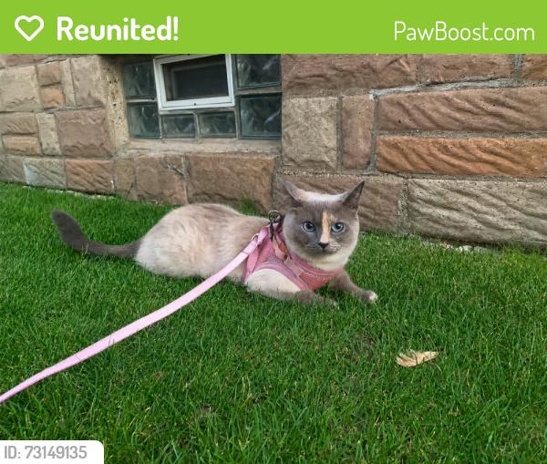 Reunited Female Cat last seen Melvindale Palmer Street Michigan, Melvindale, MI 48122