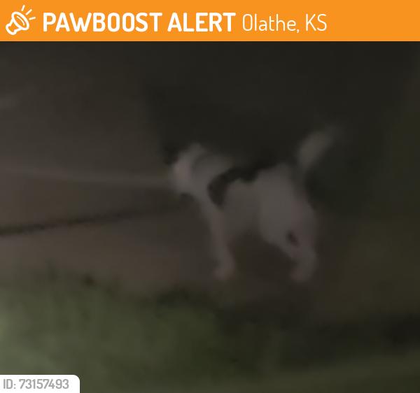 Found/Stray Male Dog last seen 144th and Kaw st, nearby Frontier Trail middle school, Olathe, KS 66062