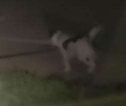 Found/Stray Male Dog last seen 144th and Kaw st, nearby Frontier Trail middle school, Olathe, KS 66062