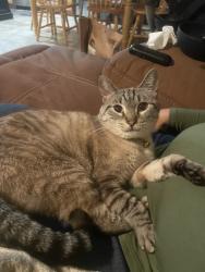 Lost Female Cat last seen University and Pennsylvania, Redlands, CA 92374