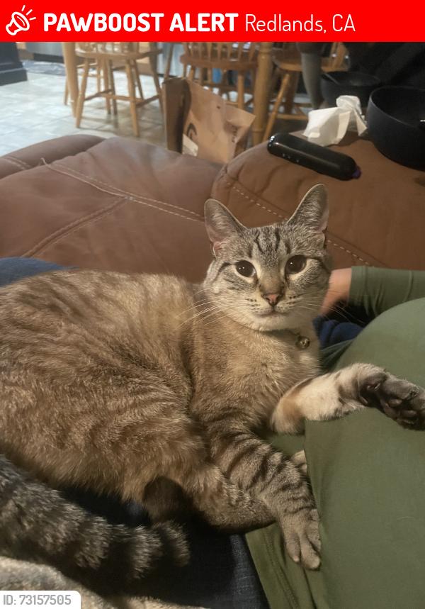 Lost Female Cat last seen University and Pennsylvania, Redlands, CA 92374