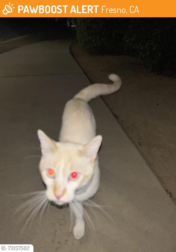 Found/Stray Unknown Cat last seen apmts, Fresno, CA 93722