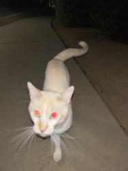 Found/Stray Unknown Cat last seen apmts, Fresno, CA 93722
