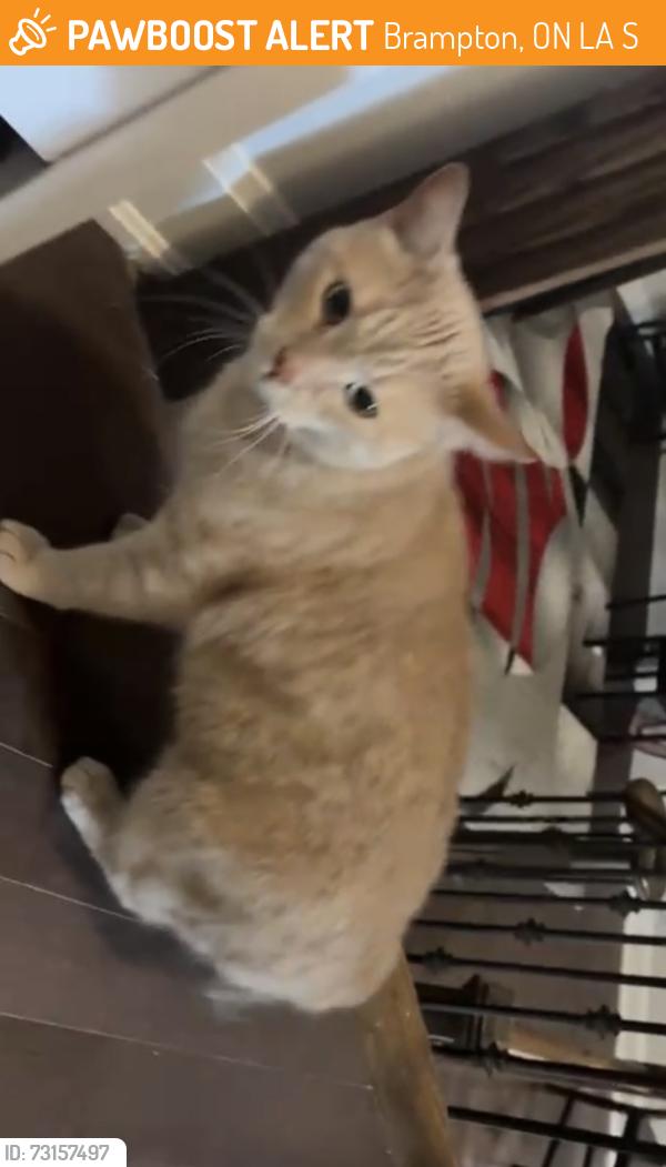Found/Stray Male Cat last seen Near Wanless Dr, Brampton, ON L7A 3S9, Brampton, ON L7A 3S9