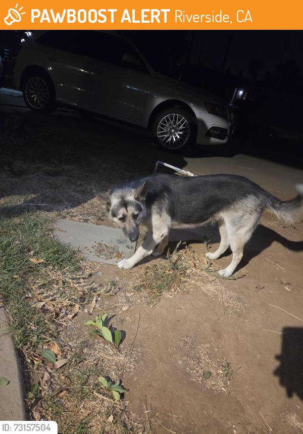 Found/Stray Female Dog last seen Arlington, Riverside, CA 92505