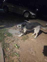 Found/Stray Female Dog last seen Arlington, Riverside, CA 92505