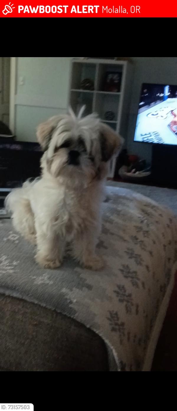Lost Male Dog last seen Near and vick, Molalla, OR 97038