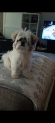 Lost Male Dog last seen Near and vick, Molalla, OR 97038