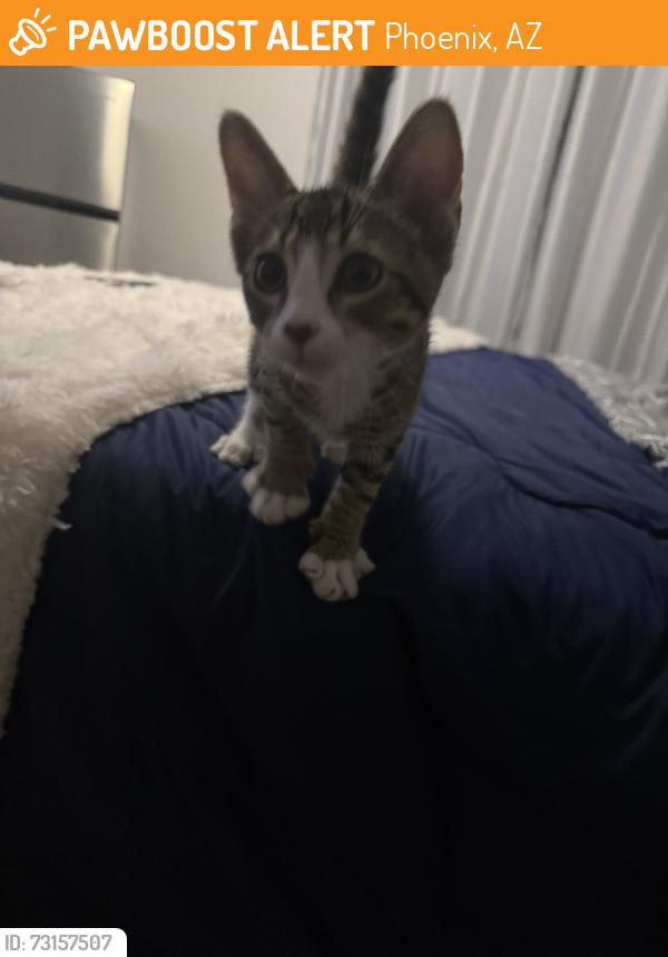 Found/Stray Unknown Cat last seen Residential Neighborhood near shopping plaza, Phoenix, AZ 85008
