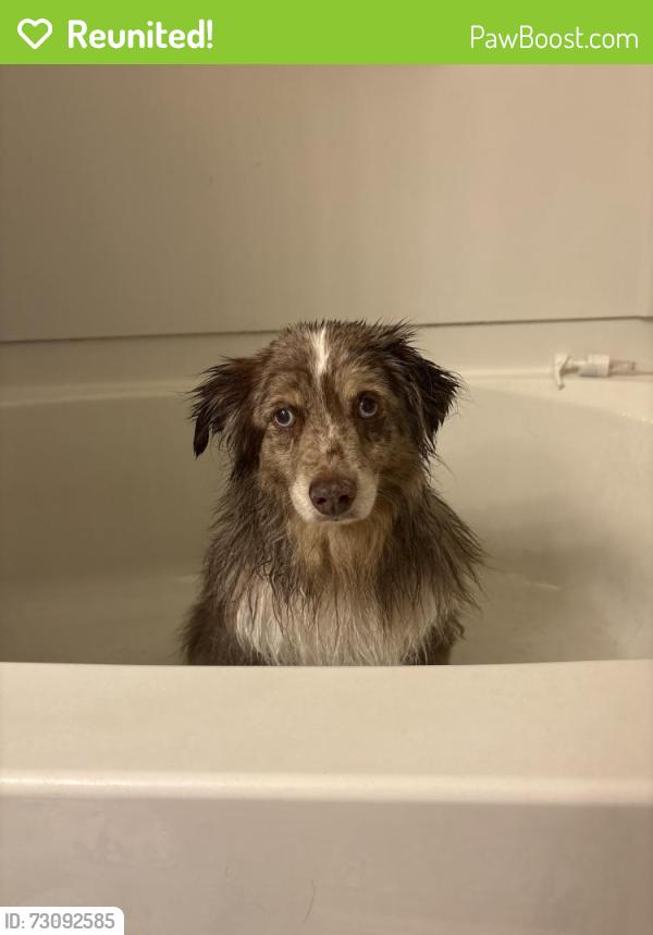 Reunited Male Dog last seen Blue diamond and valley view, Clark County, NV 89178