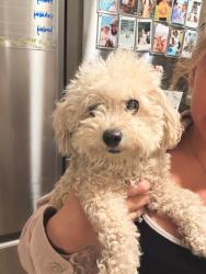Found/Stray Unknown Dog last seen Bancroft, Spring Valley, CA 91941