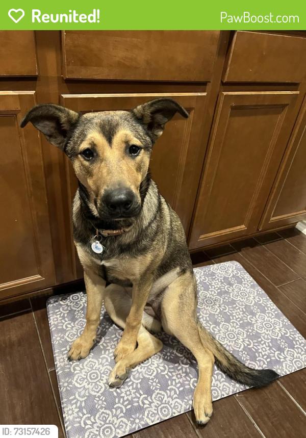 Reunited Female Dog last seen Division Ave. and 1-35, San Antonio, TX 78211
