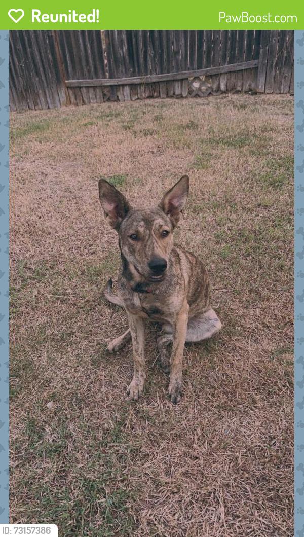 Reunited Female Dog last seen Division Ave, San Antonio, TX, San Antonio, TX 78211