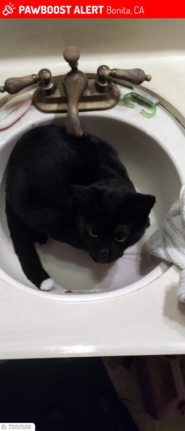 Lost Male Cat last seen Briarwood Road, Bonita, CA 91902