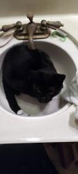 Lost Male Cat last seen Briarwood Road, Bonita, CA 91902